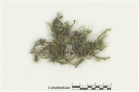 藏品(美綠鋸蘚)的圖片